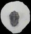 Bargain, Coltraneia - Bug Eyed Trilobite #62071-1